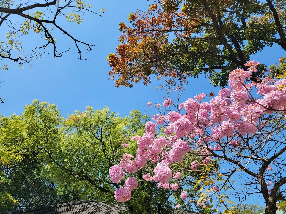 pink flowers are blooming on a tree in front of a house